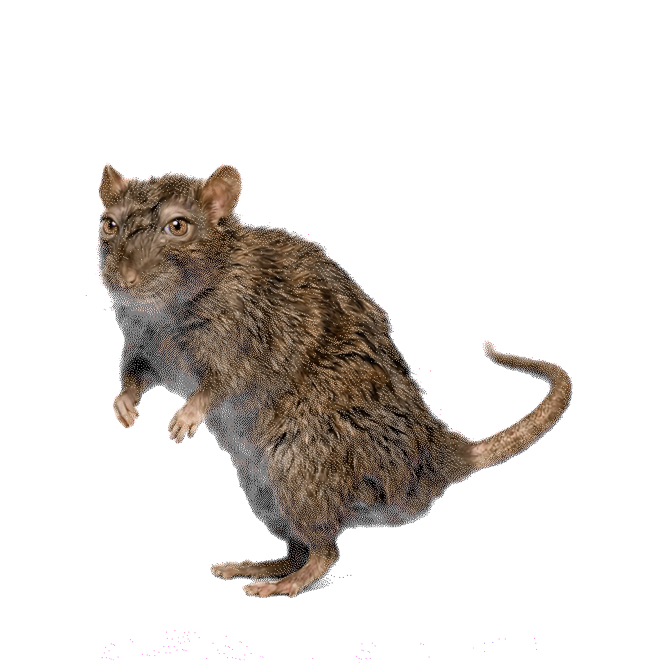Rat